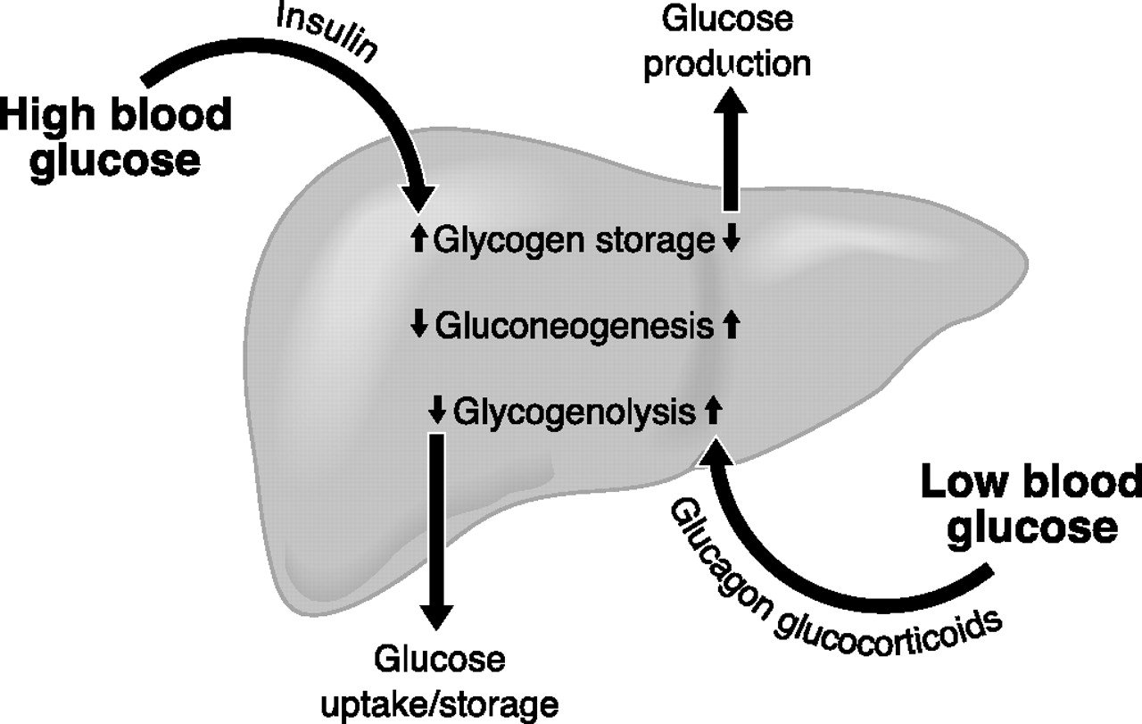 VAI TRÒ CỦA INSULIN ? - Xét nghiệm Dr.Labo